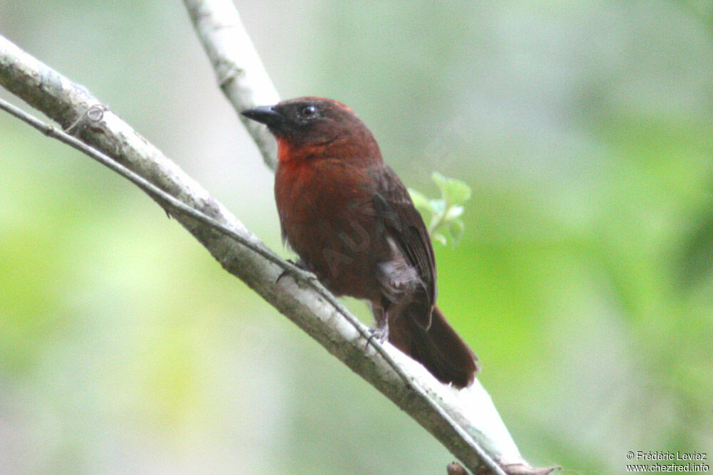 Tangara à gorge rouge mâle adulte, identification