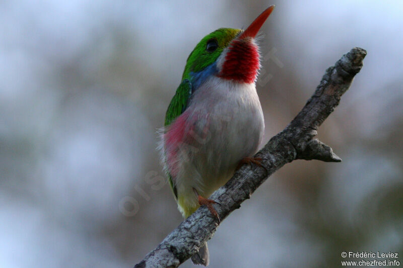 Cuban Todyadult