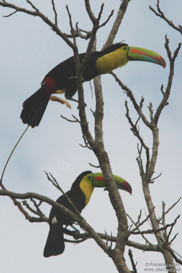 Keel-billed Toucanadult, identification