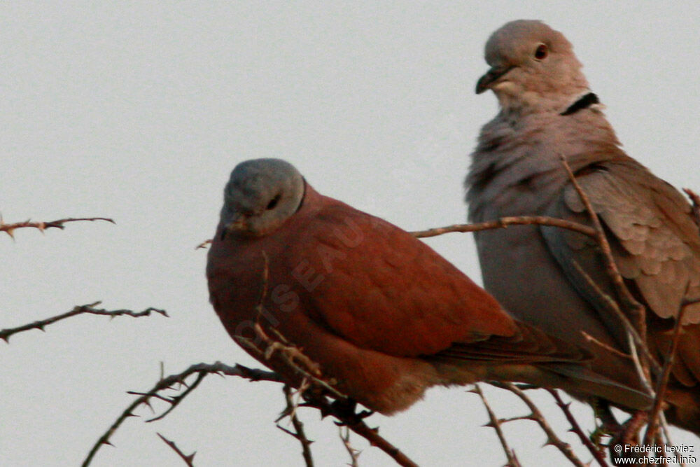 Red Collared Doveadult, identification