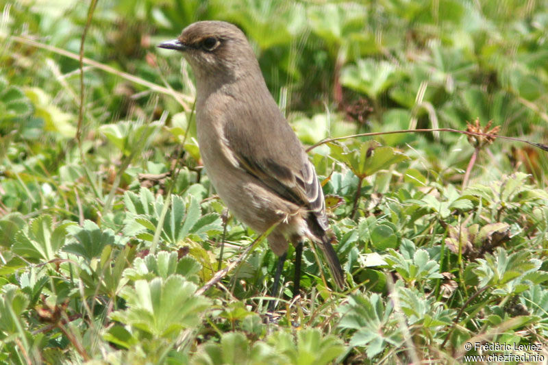 Traquet afroalpinadulte