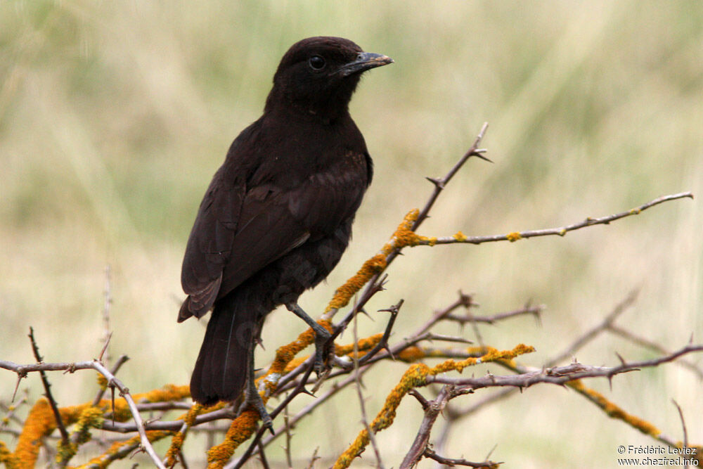 Traquet brunadulte, identification