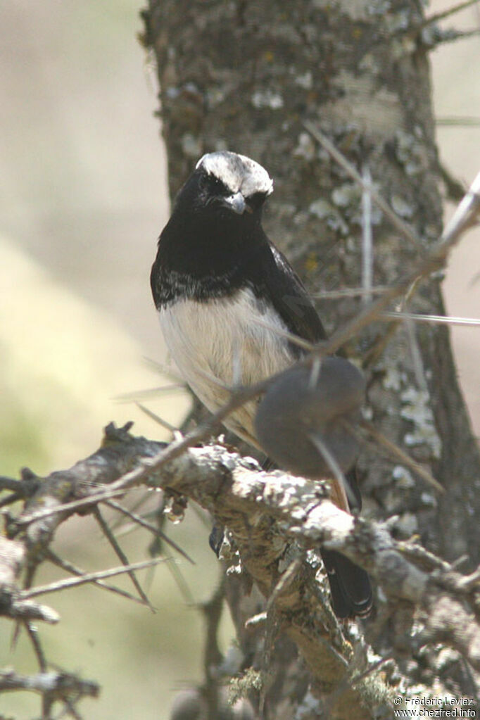 Traquet de Schalowadulte, identification