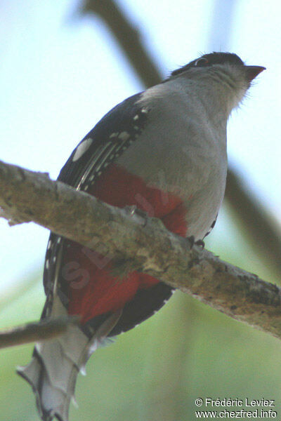 Trogon de Cubaadulte