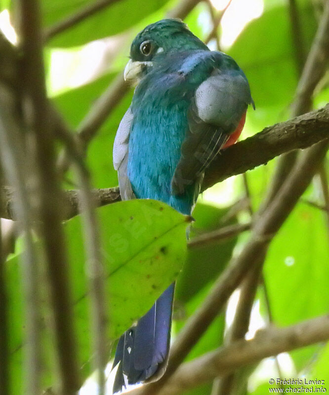 Trogon narina mâle adulte, identification, portrait