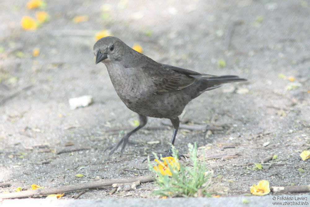 Shiny Cowbird female adult, identification