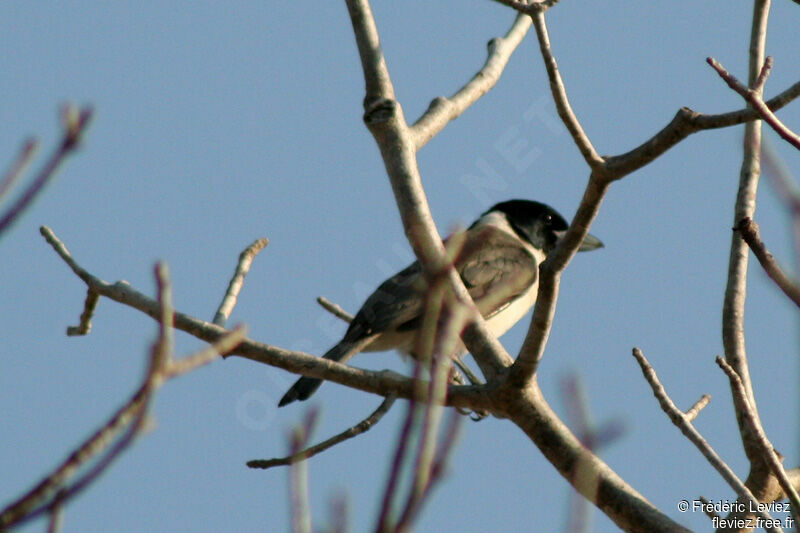 Lafresnaye's Vanga male adult