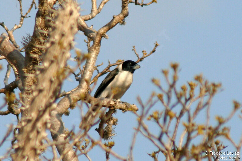 Lafresnaye's Vanga male adult