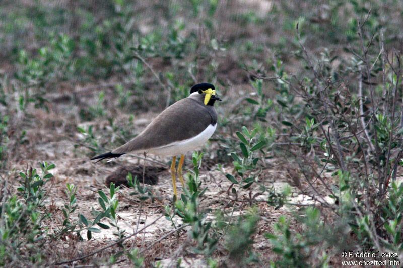 Vanneau de Malabaradulte, identification