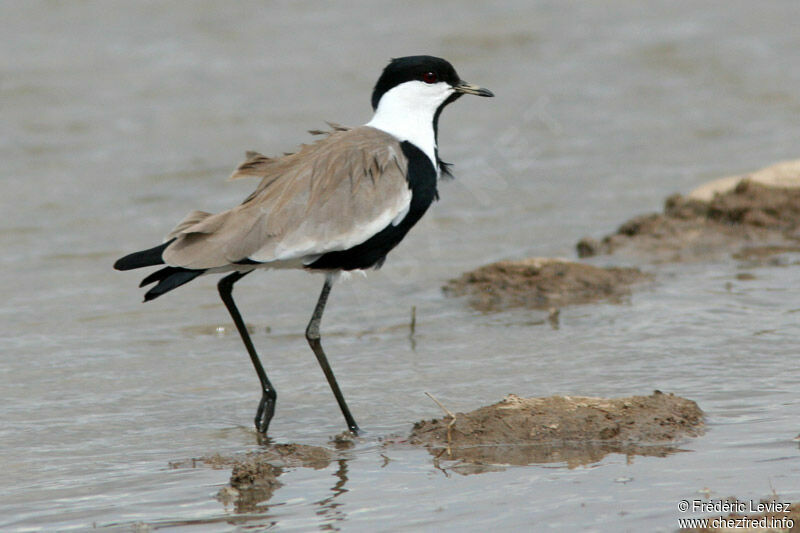 Spur-winged Lapwingadult