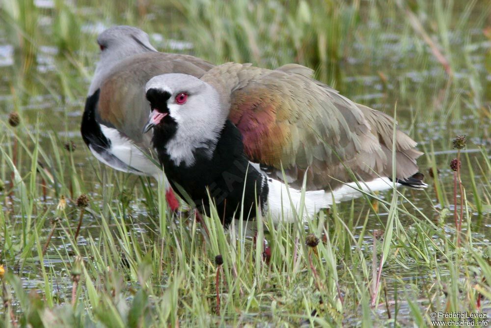 Vanneau téroadulte, identification