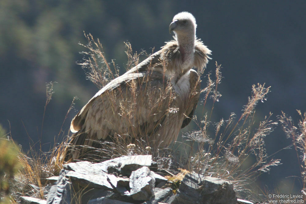 Vautour de l'Himalayaadulte, identification