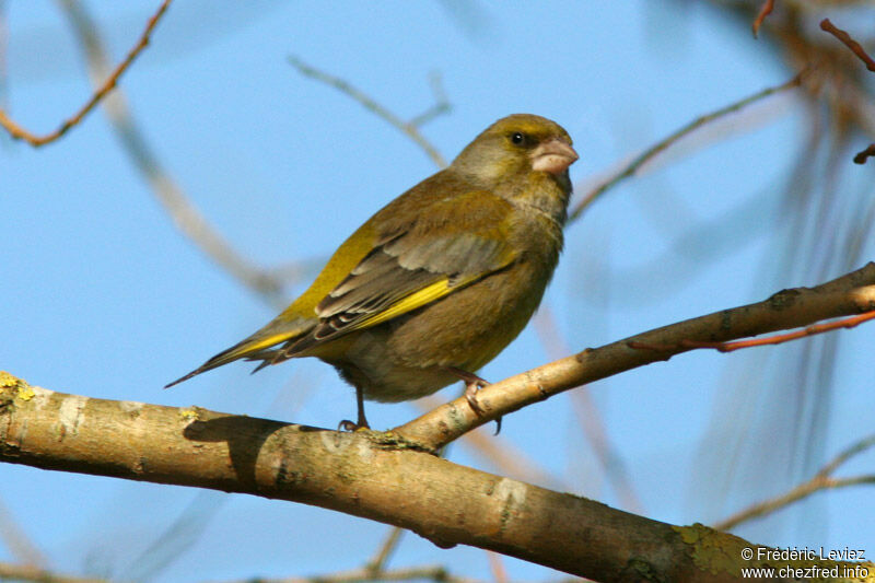 European Greenfinchadult