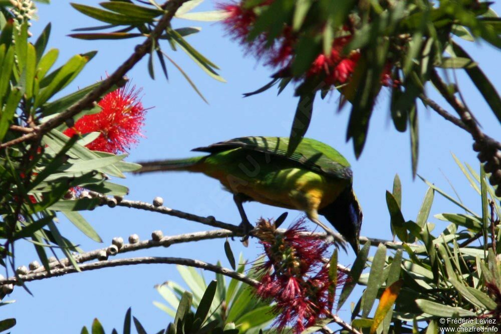 Orange-bellied Leafbird male adult, identification, feeding habits