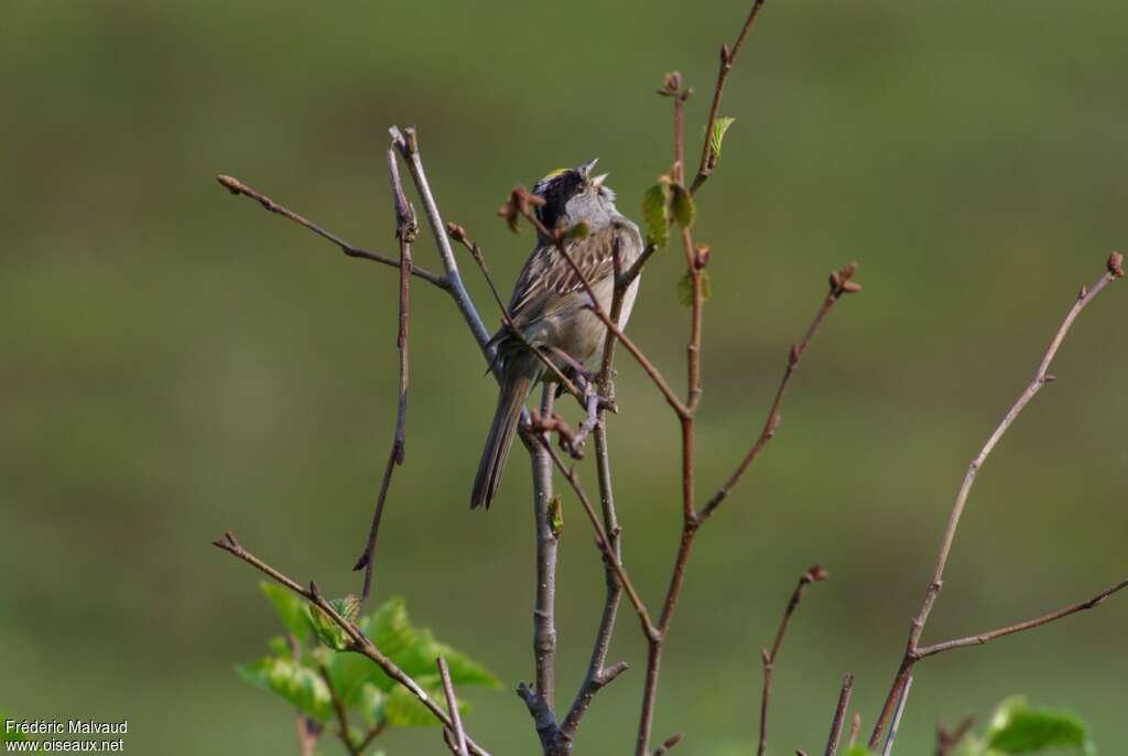 Bruant à couronne doréeadulte nuptial, chant