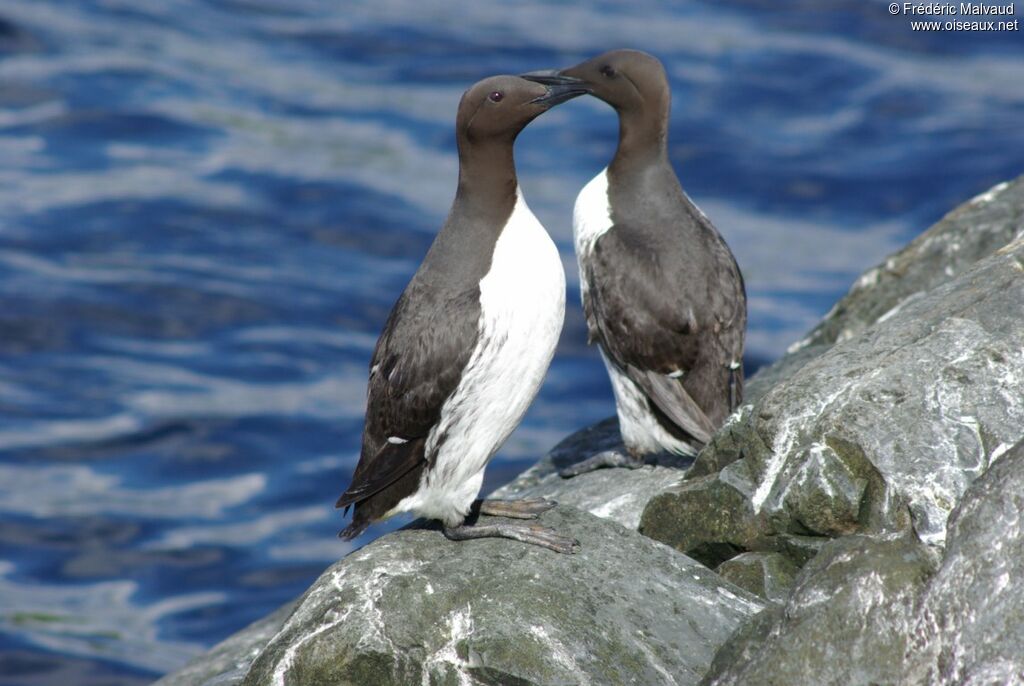Guillemot de Troïladulte nuptial
