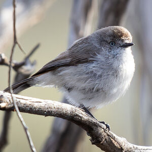 Acanthize à croupion roux