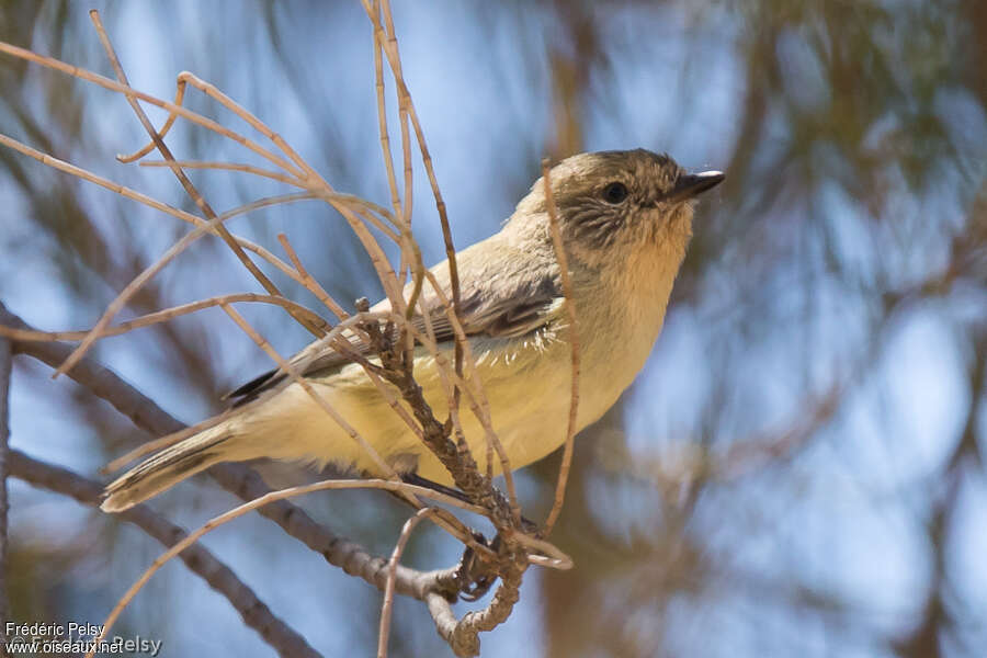 Acanthize nain, identification