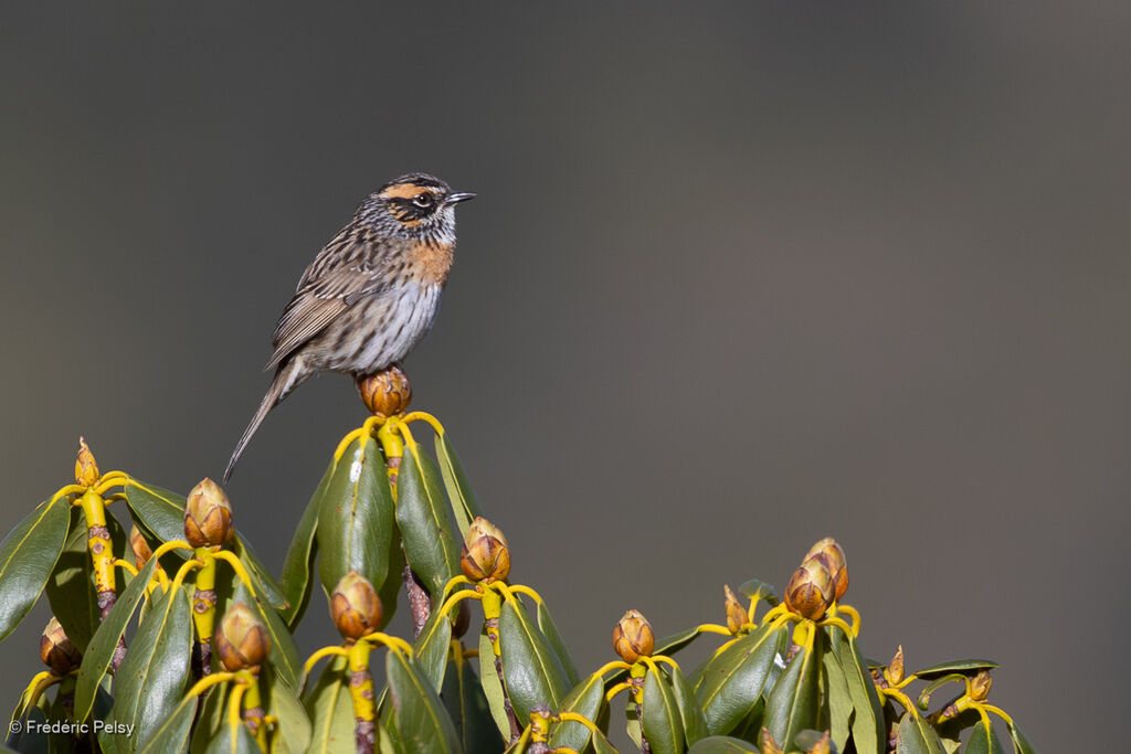 Accenteur à poitrine rousse