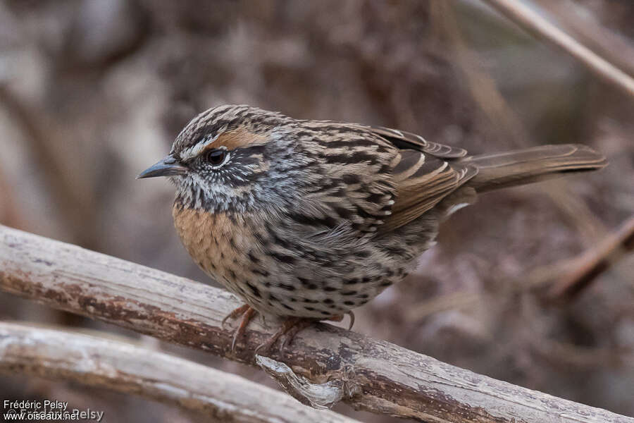 Rufous-breasted Accentoradult, identification