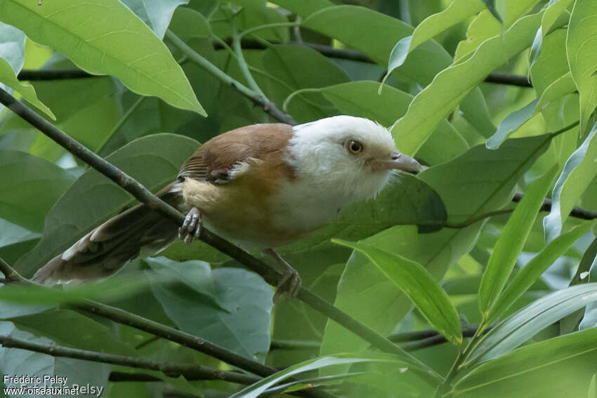 Actinodure à collieradulte, identification