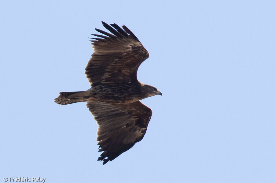 Aigle criardimmature, Vol