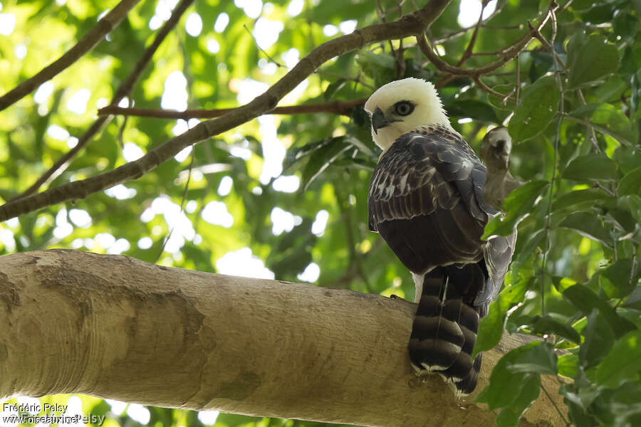 Aigle des Célèbesjuvénile, identification