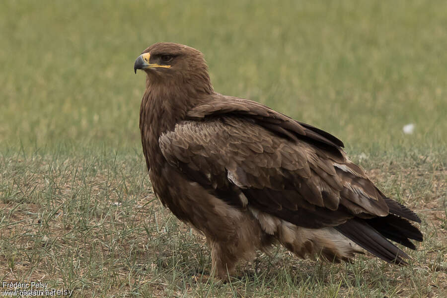 Aigle des steppesadulte, identification