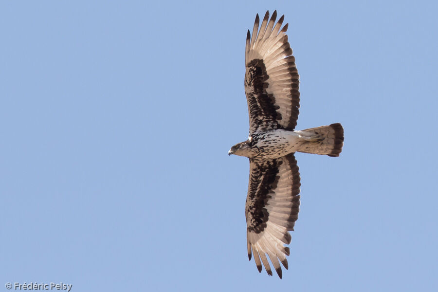 Aigle fasciéadulte, Vol