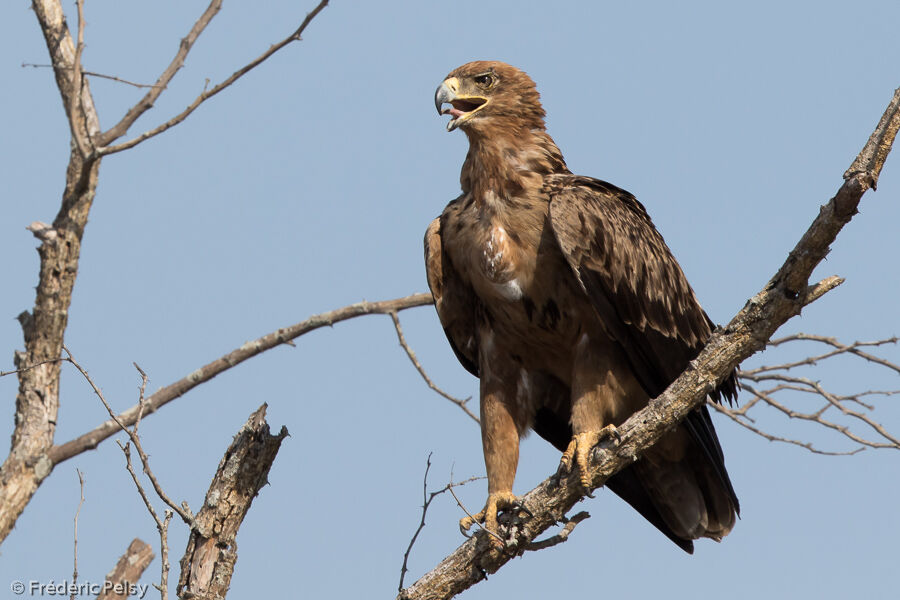 Aigle ravisseur