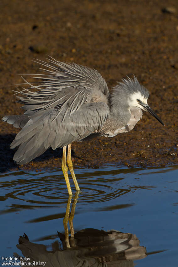 Aigrette à face blancheadulte nuptial, composition, pigmentation, Comportement