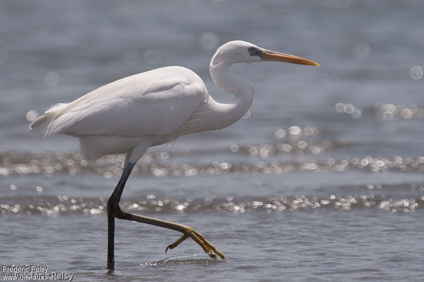 Western Reef Heronadult post breeding, identification