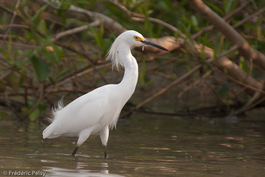 Aigrette neigeuseadulte, identification