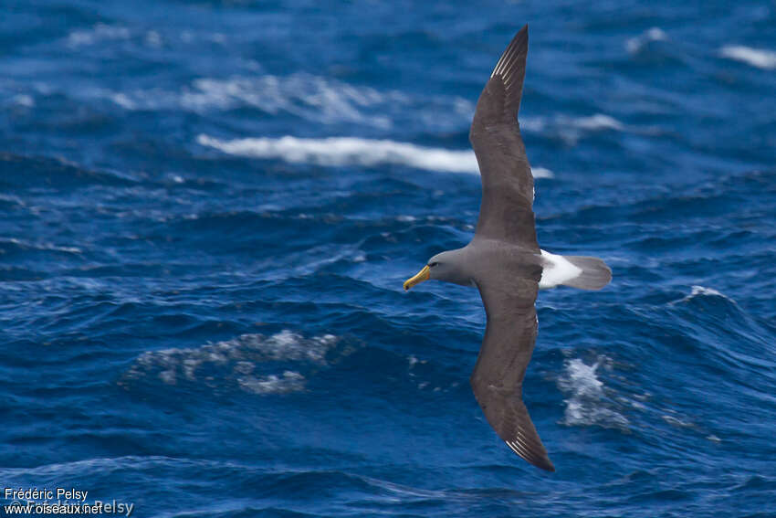 Albatros des Chathamadulte