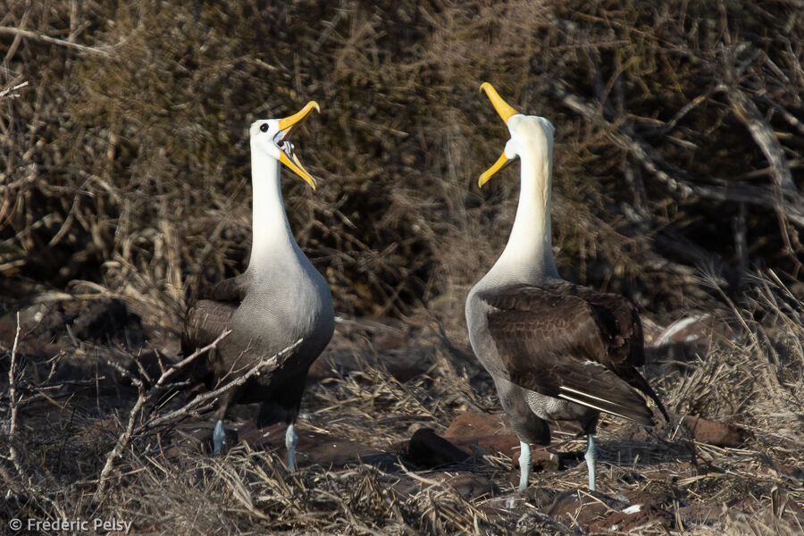 Albatros des Galapagos