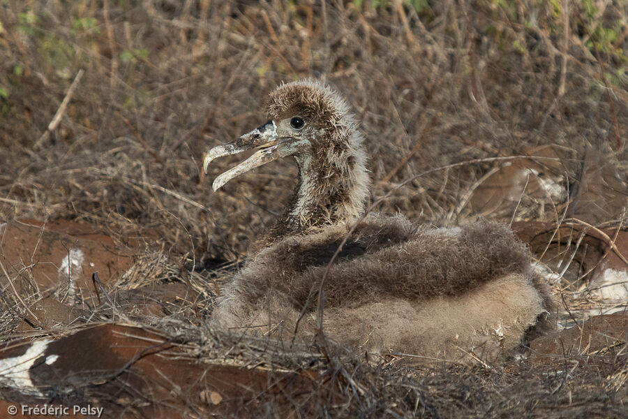 Albatros des Galapagos