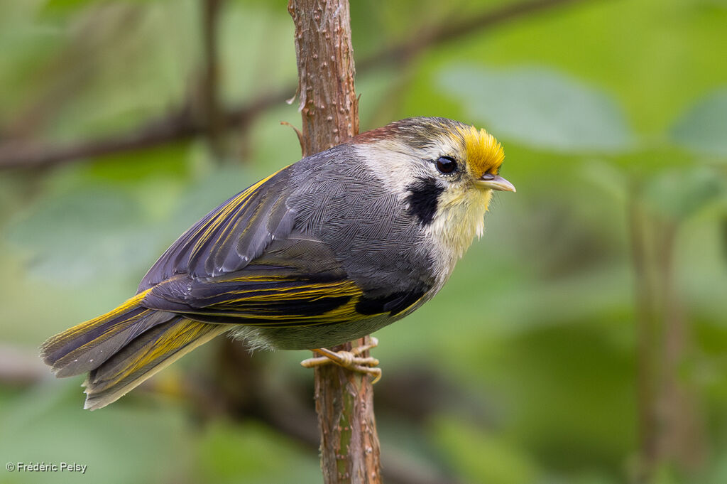 Golden-fronted Fulvetta