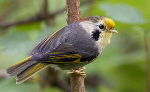 Alcippe à front jaune