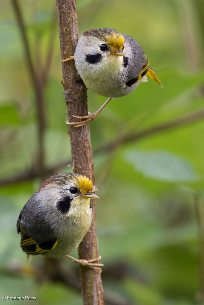 Golden-fronted Fulvetta