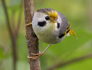 Alcippe à front jaune