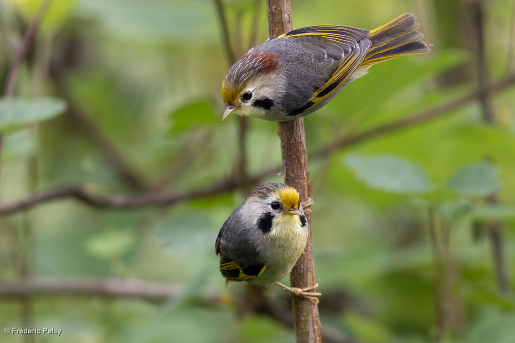 Golden-fronted Fulvetta