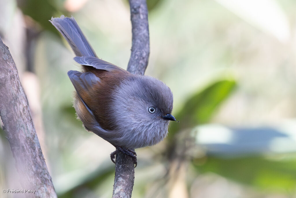 Grey-hooded Fulvetta