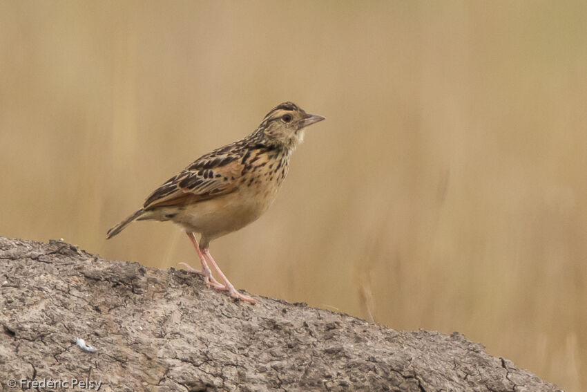Rufous-naped Lark