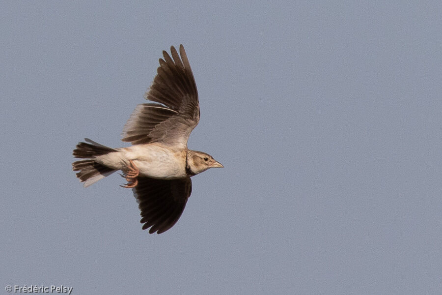 Calandra Lark, Flight