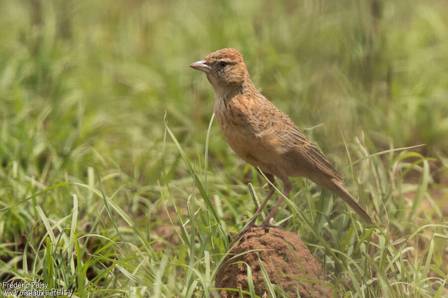 Alouette de Hewittadulte, identification