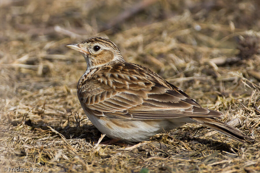 Eurasian Skylarkadult, identification