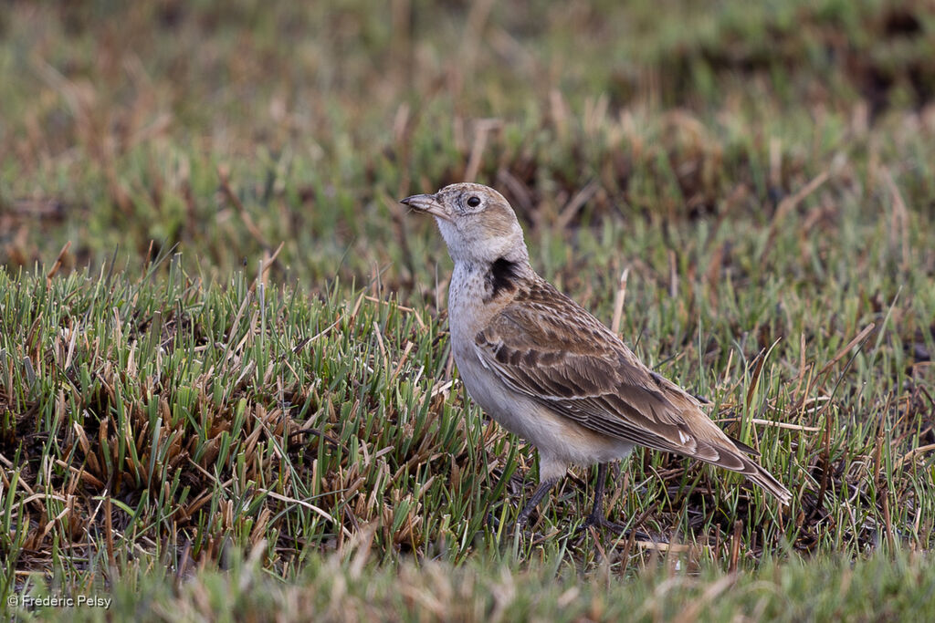 Tibetan Lark