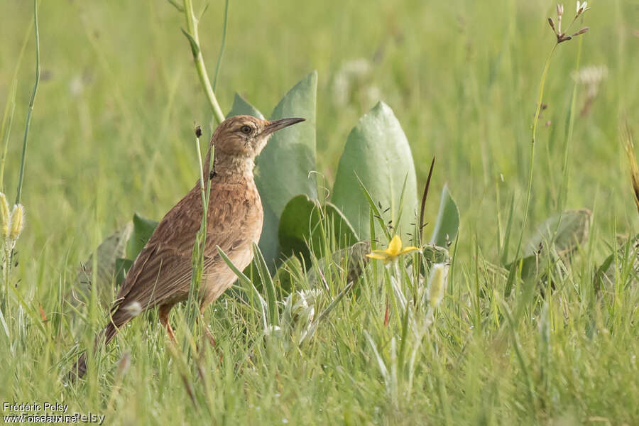 Alouette du Transvaaladulte, identification
