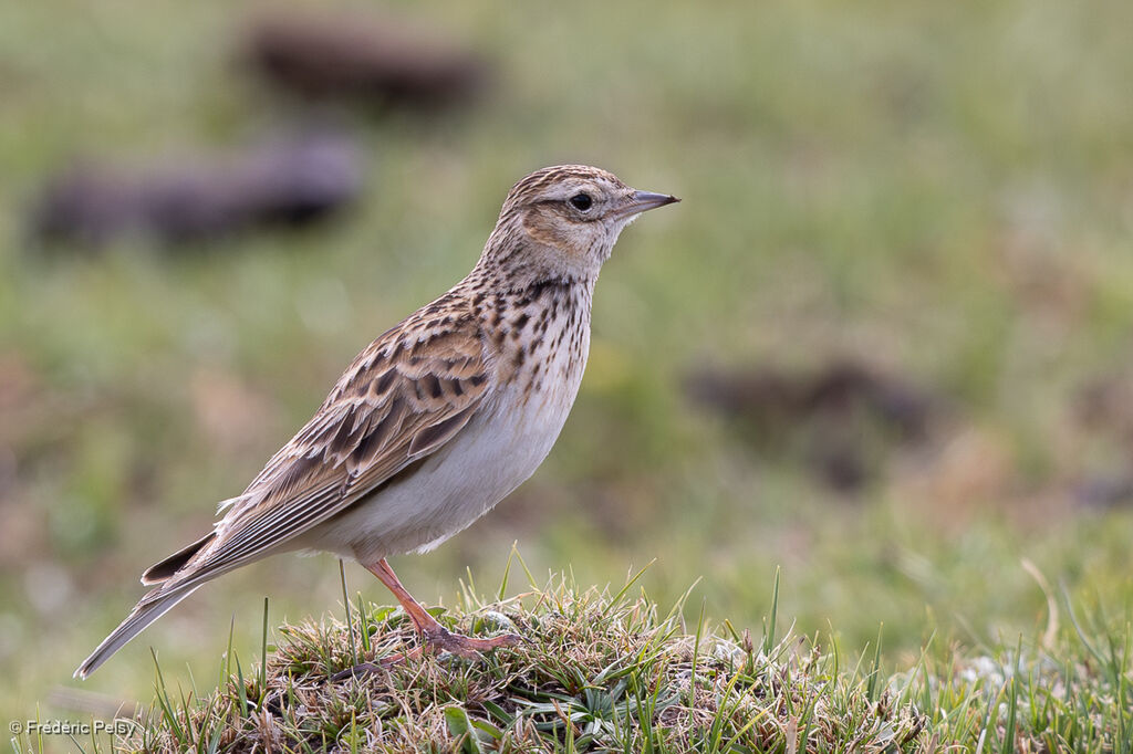 Oriental Skylark