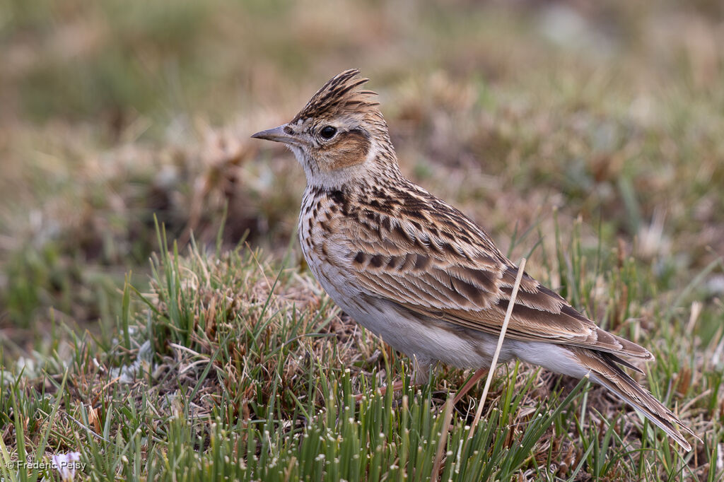 Oriental Skylark